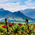 Explore the Beauty of South Africa's Western Cape